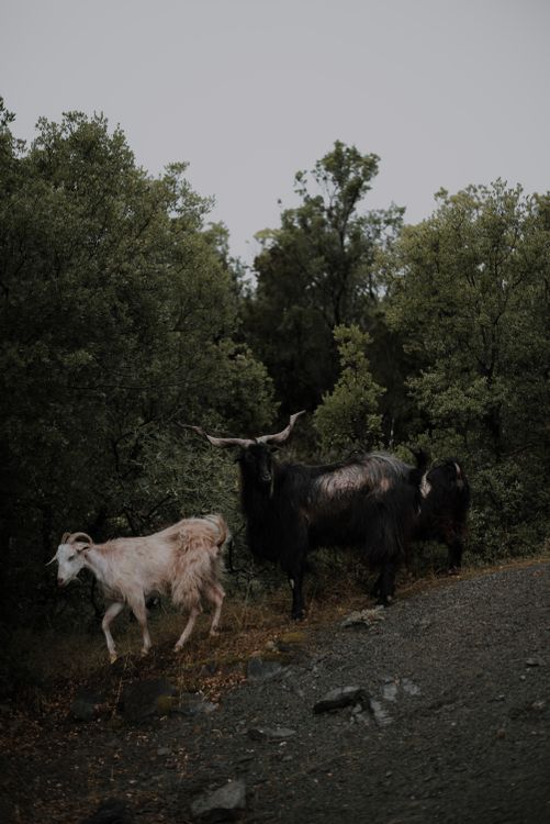 Goat In Forest Goats in Forest · Free Stock Photo
