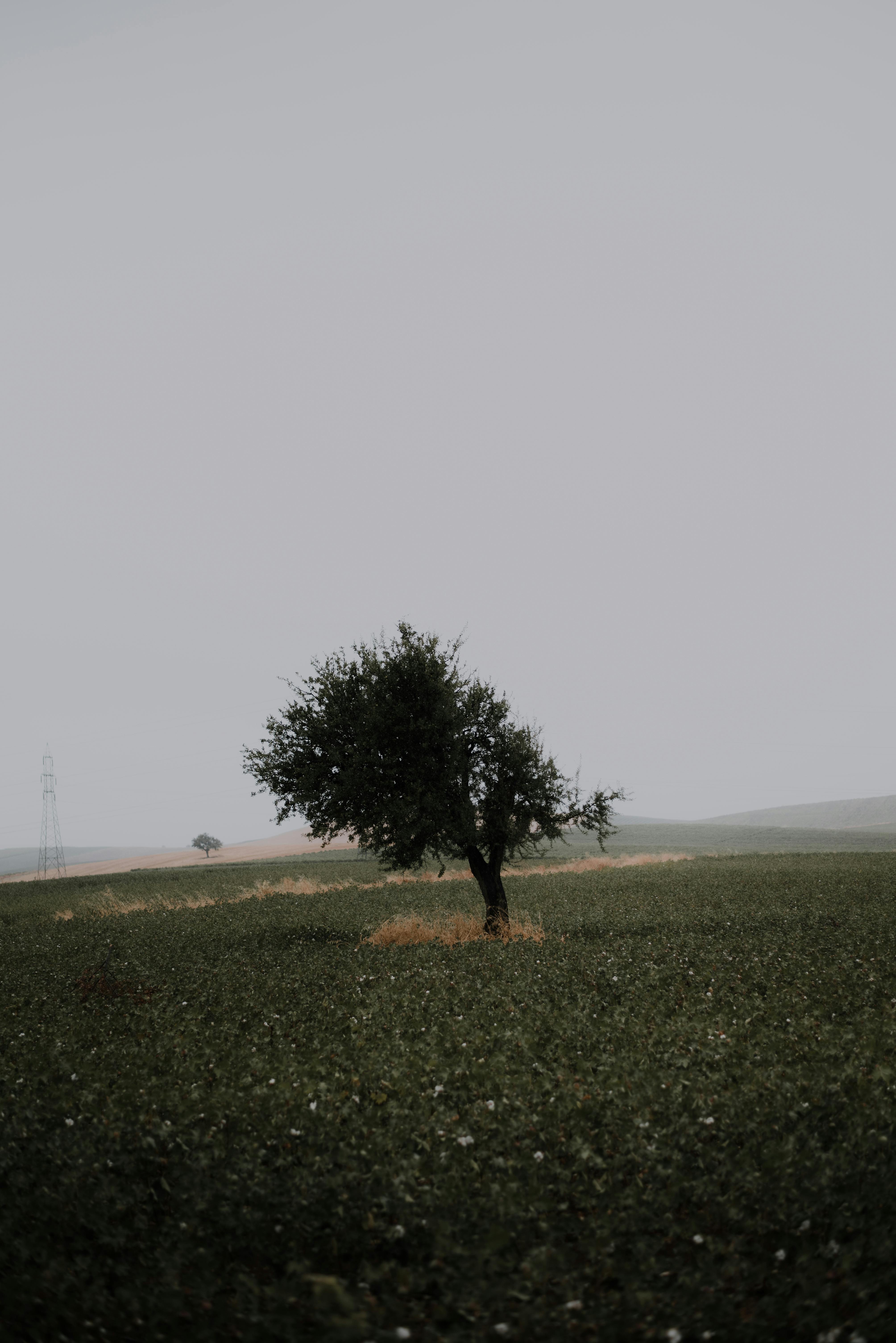 A solitary tree stands in a vast, overcast rural field, evoking a peaceful yet dramatic atmosphere.