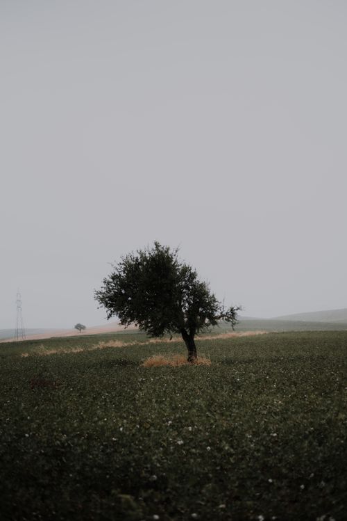 Free A solitary tree stands in a vast, overcast rural field, evoking a peaceful yet dramatic atmosphere. Stock Photo