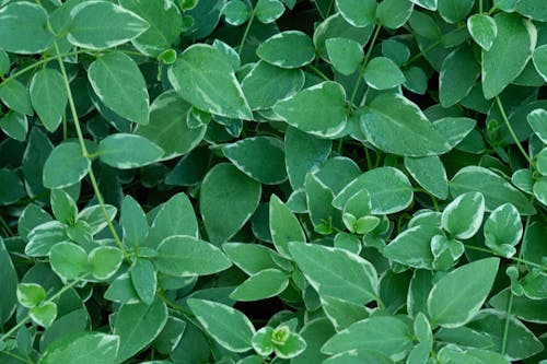 Free stock photo of ivy, plant