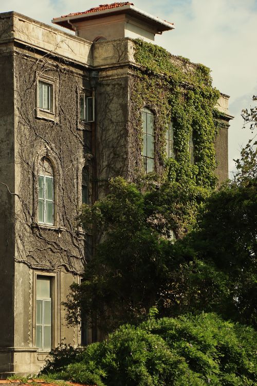 Free An elegant historic mansion with lush ivy covering its facade, set against a clear sky. Stock Photo