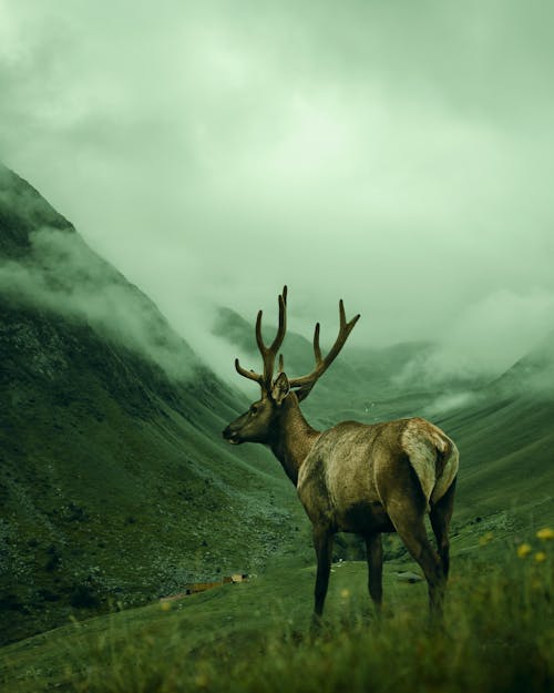 Foto profissional grátis de cenário, cervo, chifres