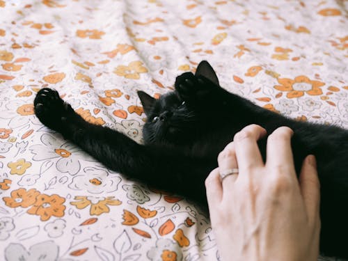 Woman Hand Patting Black Cat