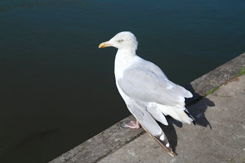 A Seagull Sitting on the Edge of a Pier