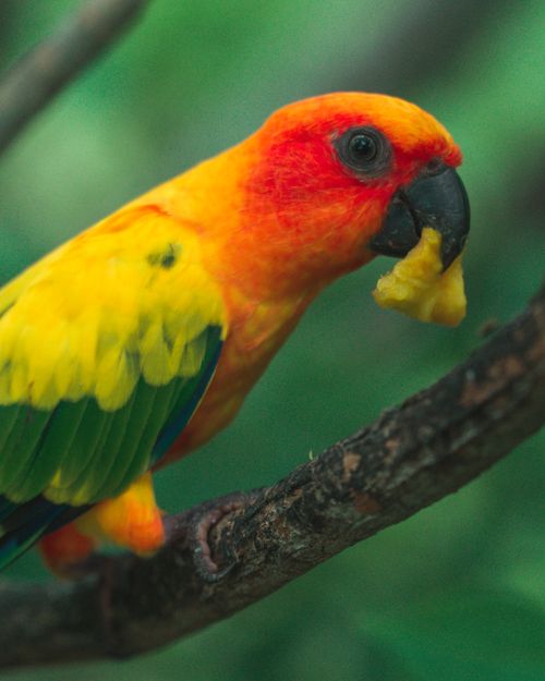 Free mango mango  Stock Photo