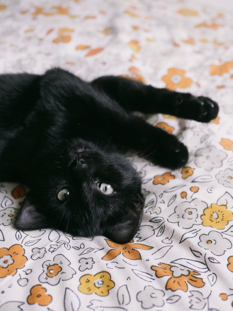 Black Kitten Lying Down