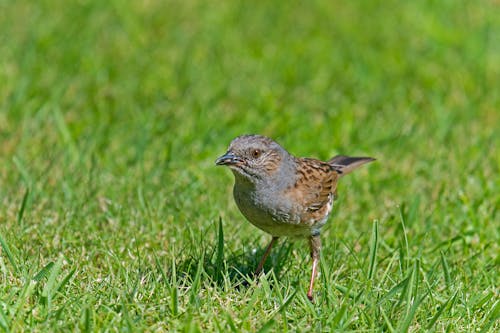 Close-up of a Dunnock on the Grass