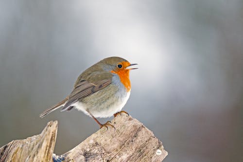 European Robin on Wood