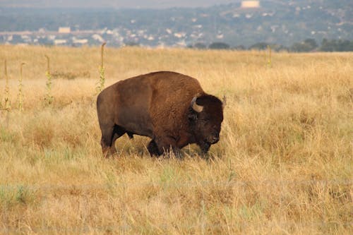 Male Bison Standing in Prairie Grass