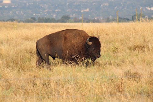 bezplatná Základová fotografie zdarma na téma bizon, fotografie divoké přírody, fotografování zvířat Základová fotografie