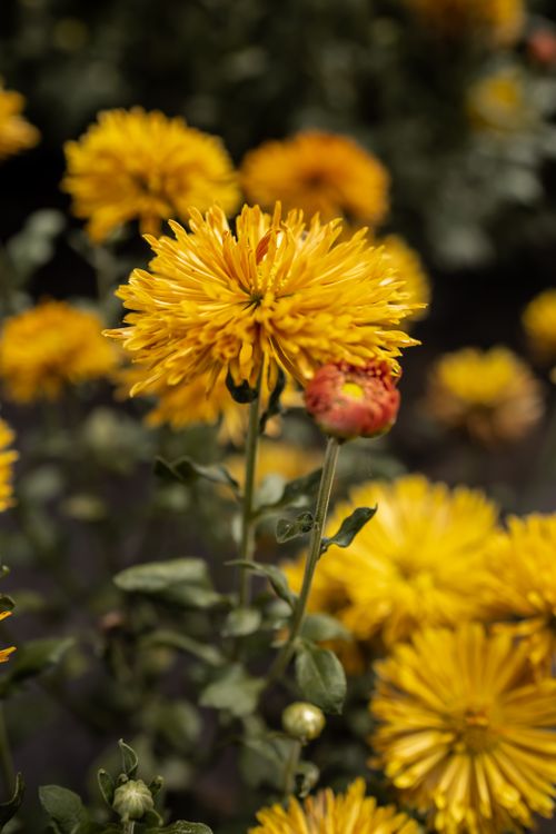 Free Chrysanthemum flowers Stock Photo