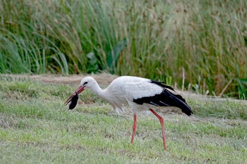White Stork with Prey in Beak