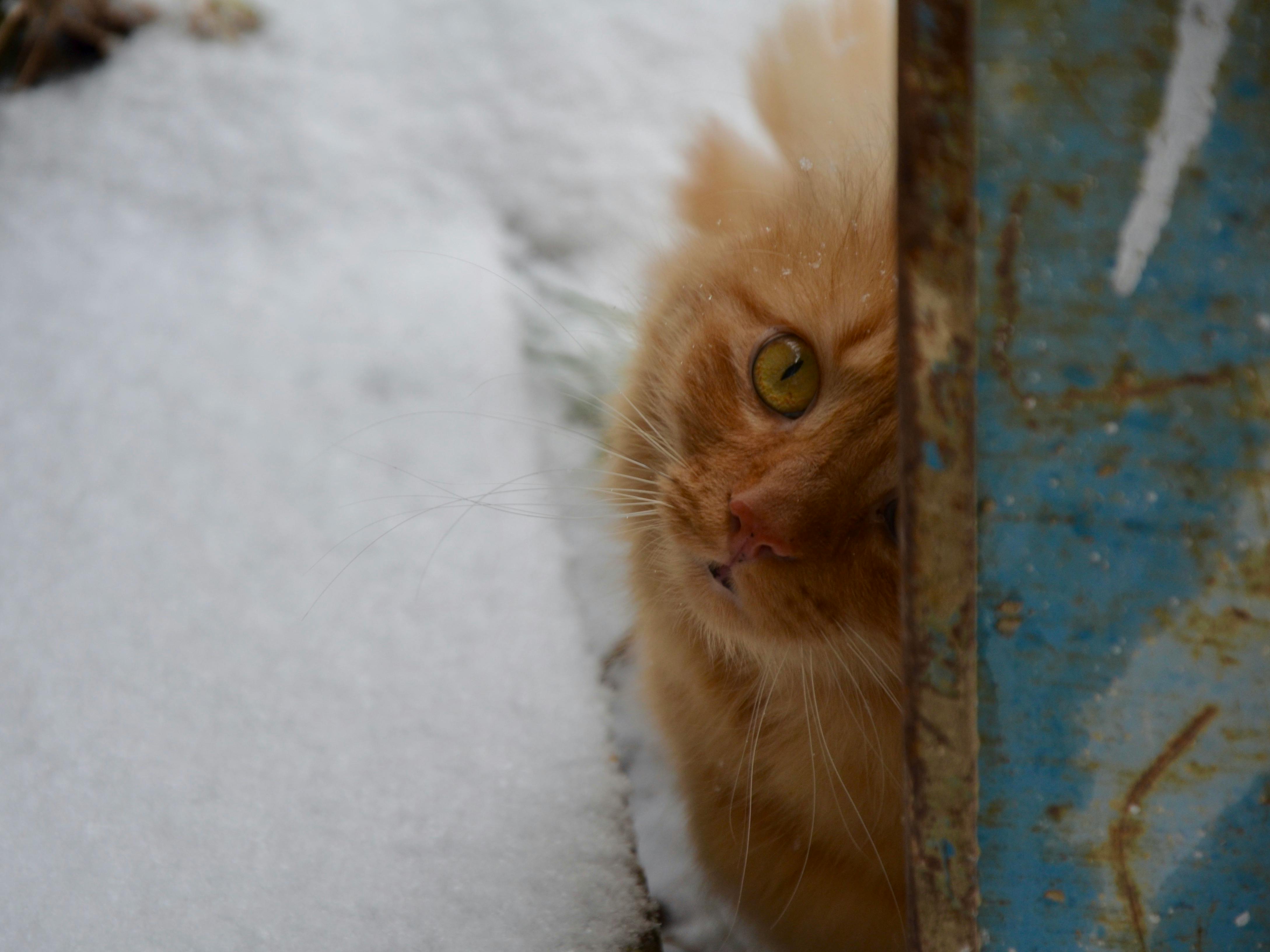 Free stock photo of cat, hide and seek, snow