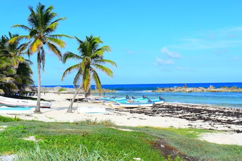 Palm Trees and Boats on Beach