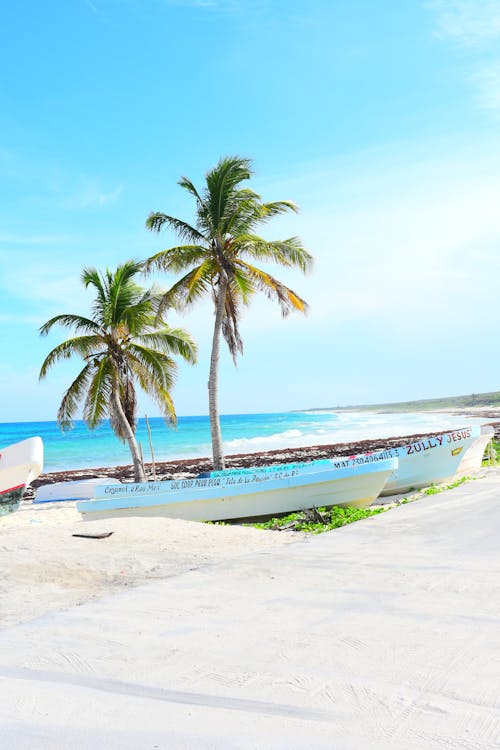 Palm Trees on the Beach