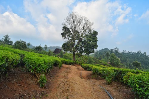 Photos gratuites de belle nature, kerala, munnar