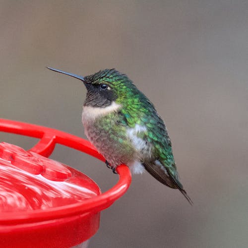 Close-up of a Ruby-throated Hummingbird