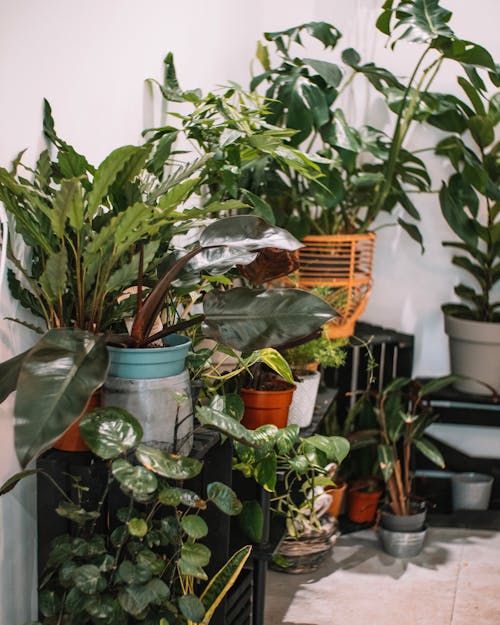 Variety of Houseplants in a Room