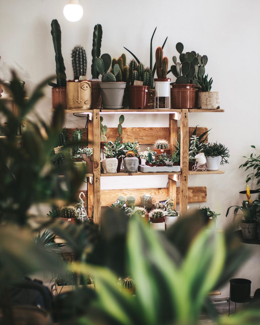 A cozy indoor display of cacti and succulents on wooden shelves, perfect for plant lovers.