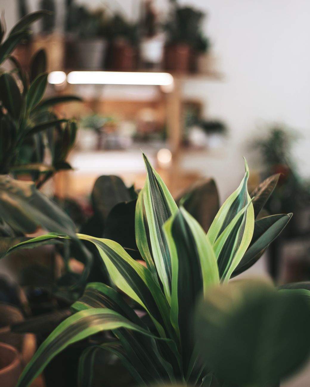 Beautiful indoor tropical plants with lush green leaves create a serene atmosphere.