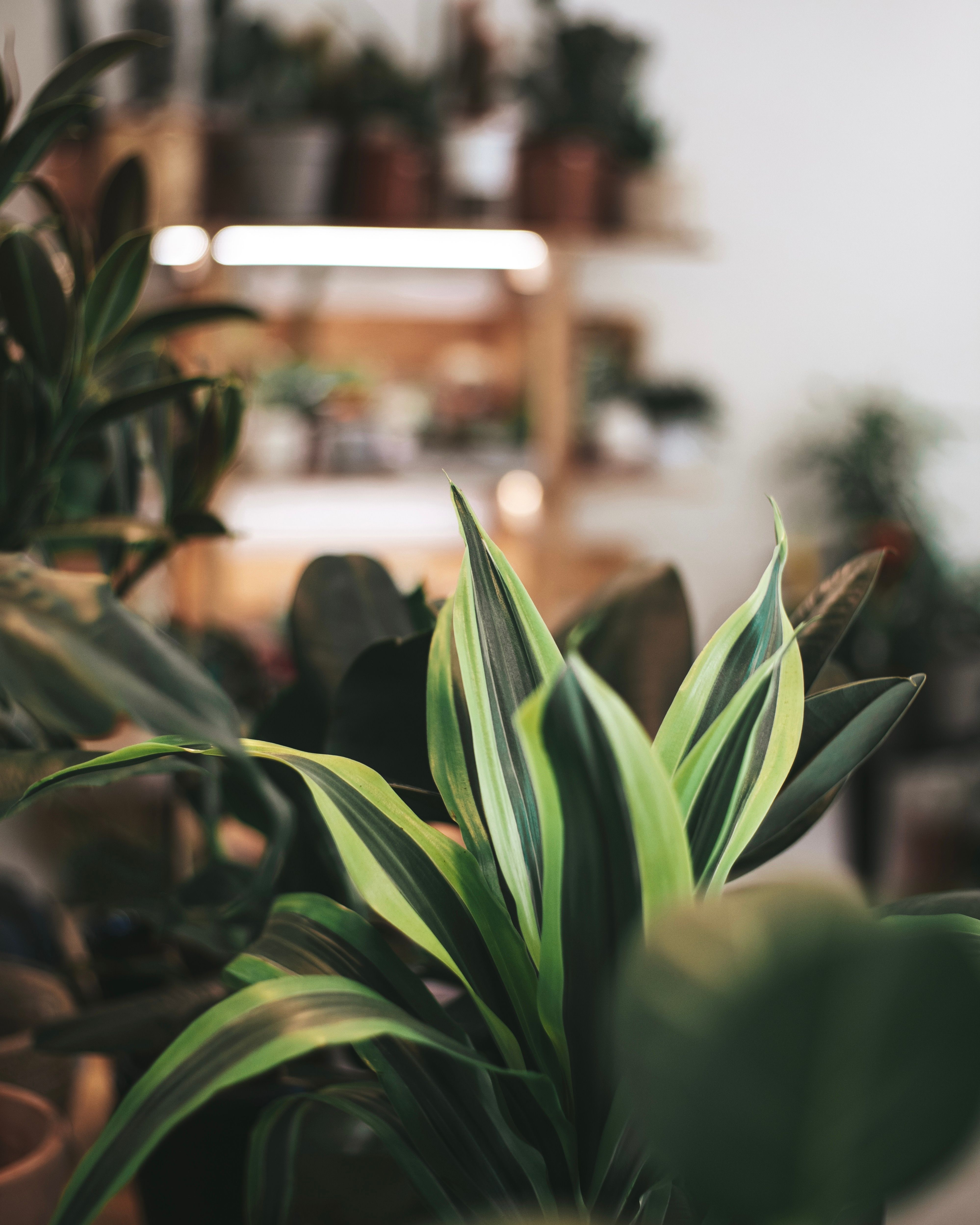 6.000+ Zimmerpflanzen Bilder und Fotos  Kostenlos Downloaden  Pexels  Stock-Fotos