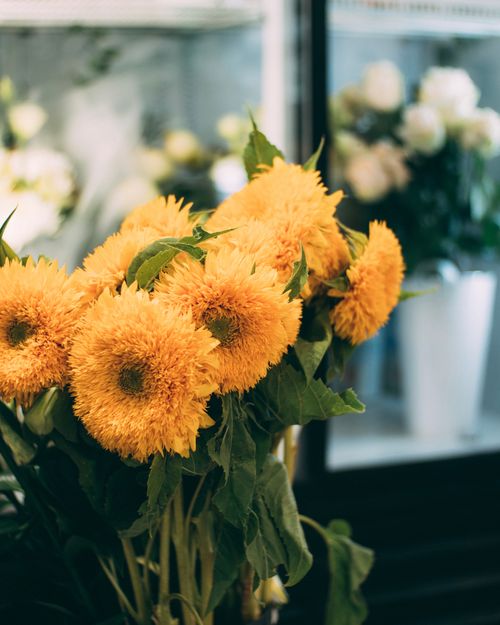 Free A close-up of a vibrant yellow sunflower bouquet in a floral shop. Stock Photo