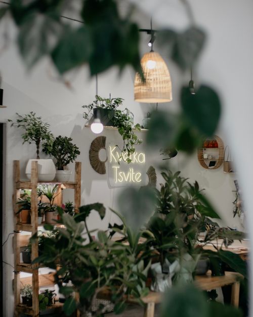 Free Warm and inviting plant shop with lush greenery and stylish wooden shelves. Stock Photo