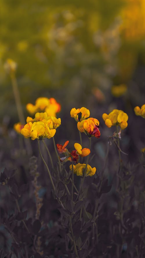 Yellow Delicate Flowers in a Field