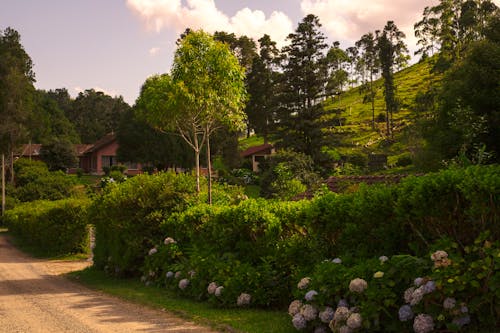 Free Hedge and Trees Around Garden of a Country House Stock Photo