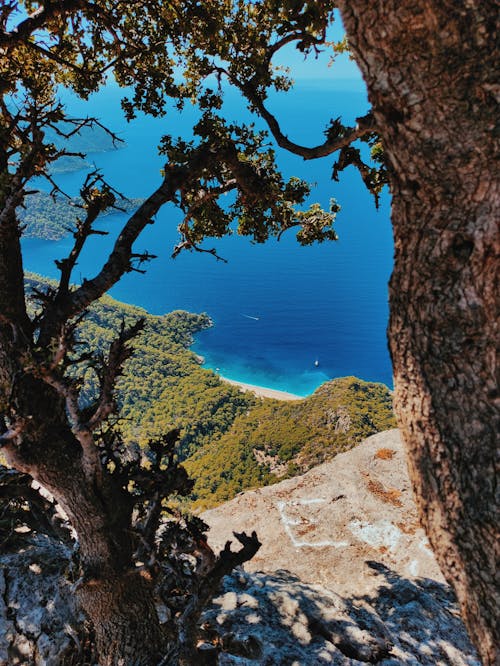 Trees over Precipice with Forest on Sea Coast below