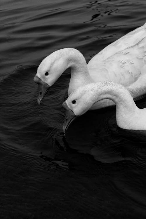 Bezpłatne Close Up Grayscale Photo Of Two Swans On Water Zdjęcie z galerii