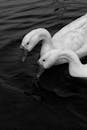 黑白图像中，两只天鹅在平静的水面上优雅地滑行