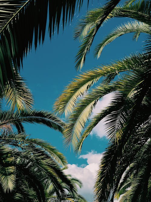 Palm Trees Fronds against Blue Sky