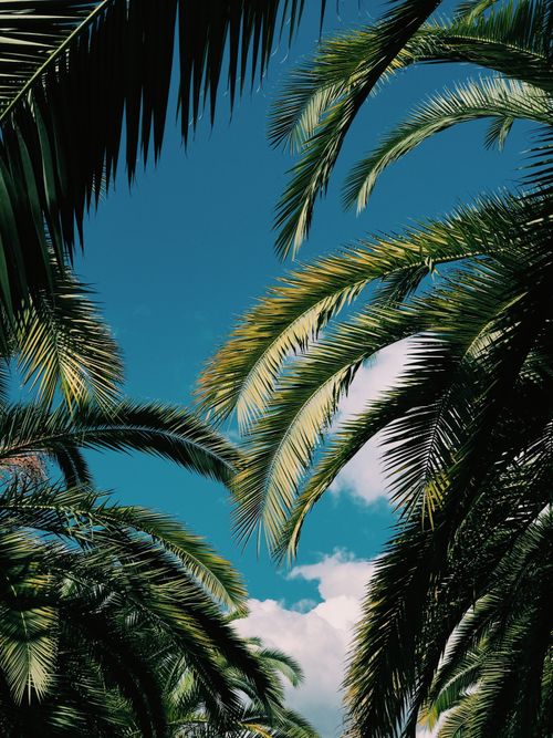 Free Vibrant palm fronds against a clear blue summer sky in Sochi, Russia. Stock Photo