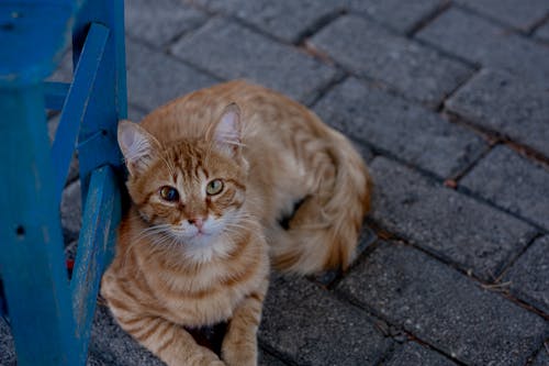 A Ginger Cat Lying on a Pavement 