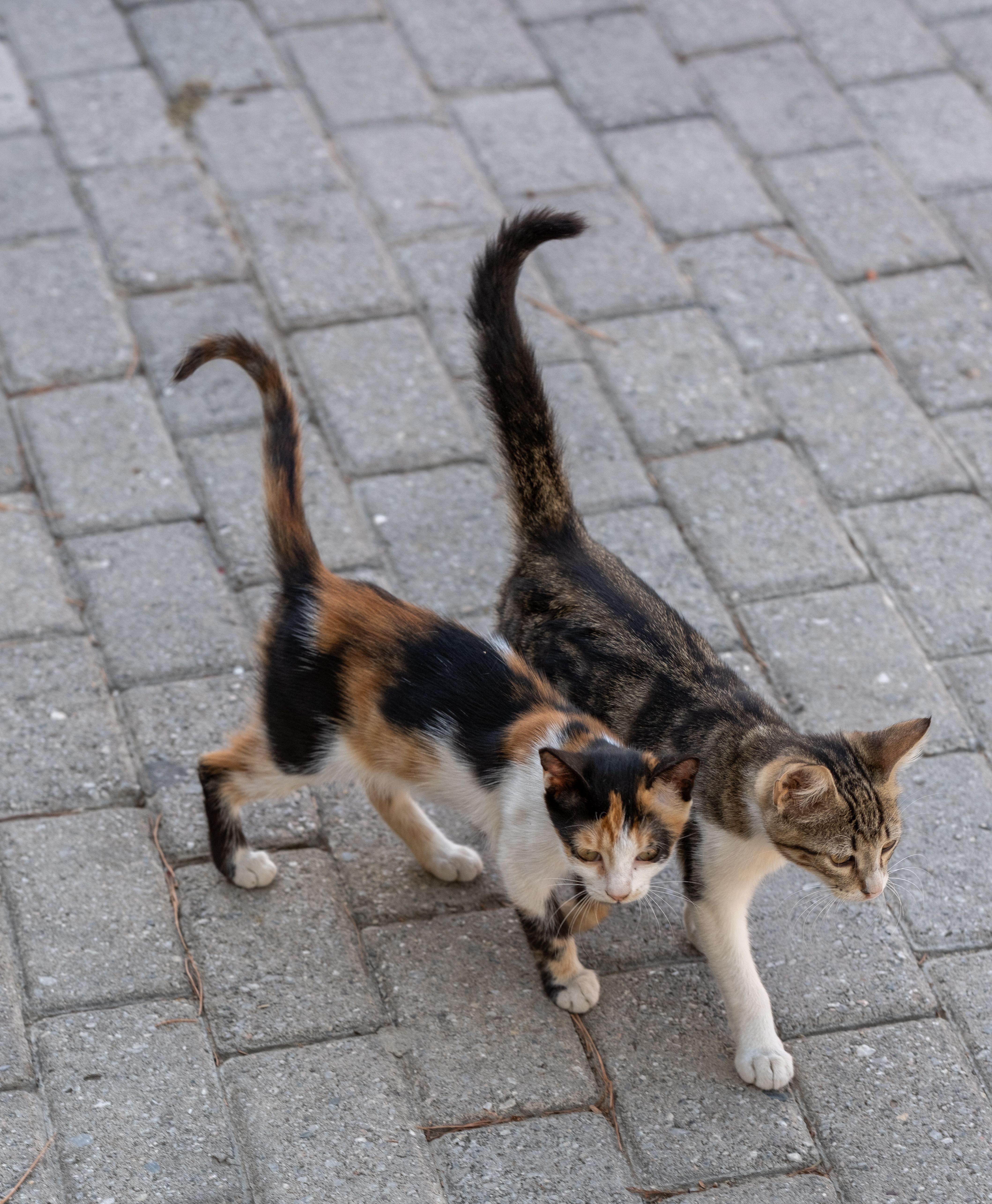 Pets$ Photos, Download The BEST Free Pets$ Stock Photos &amp; HD Images