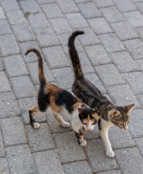 Free Two street cats walking on a paved path in Kozbeyli, İzmir, showcasing urban wildlife. Stock Photo