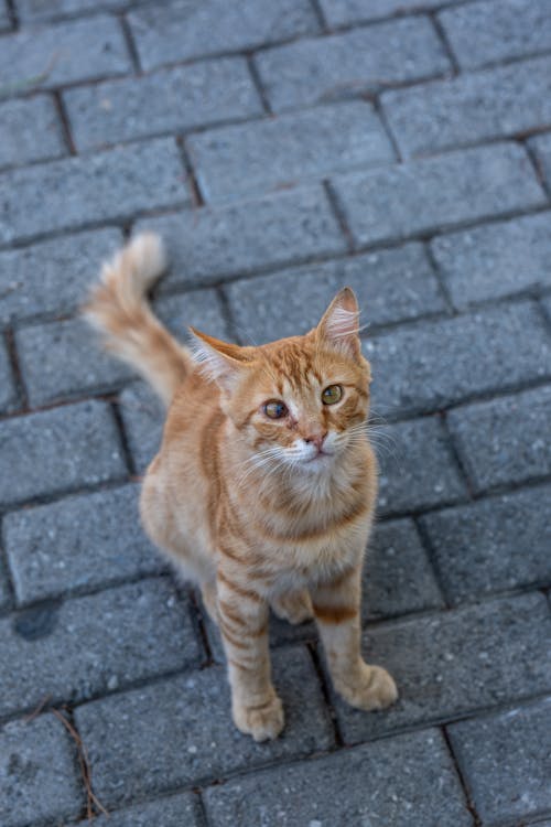 An Orange Cat Sitting on a Pavement 