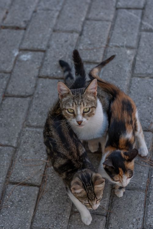 Free Three cute kittens sit closely on an outdoor pavement in Kozbeyli, Izmir. Stock Photo