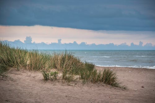 Weeds on Beach