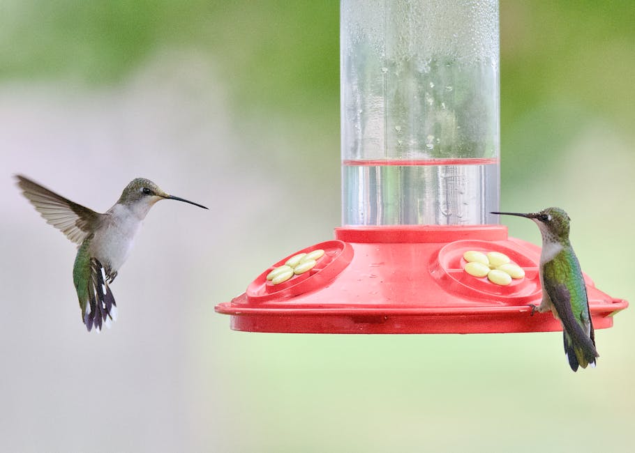 Reasons why birds may not be coming to your feeder