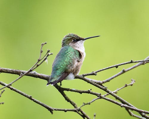 Close up of Hummingbird