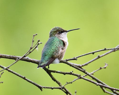 Základová fotografie zdarma na téma detail, fotografie divoké přírody, fotografování zvířat