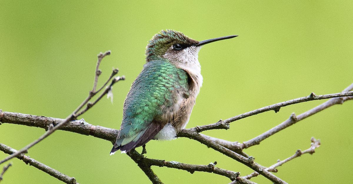 Round Hummingbird Close up of Hummingbird · Free Stock Photo