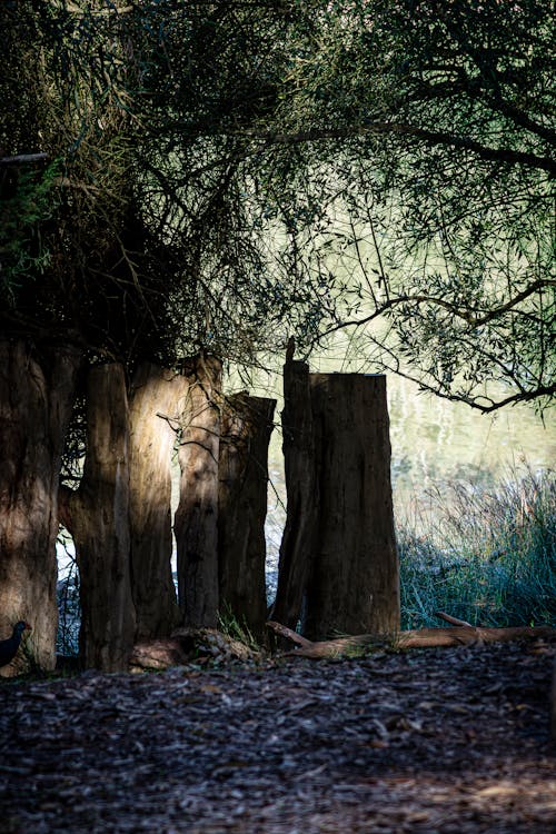 бесплатная Бесплатное стоковое фото с вертикальный выстрел, дерево, индейка Стоковое фото