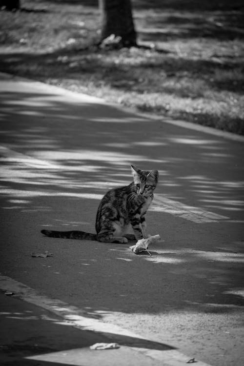 Kitten Sitting on a Bike Lane in the Park