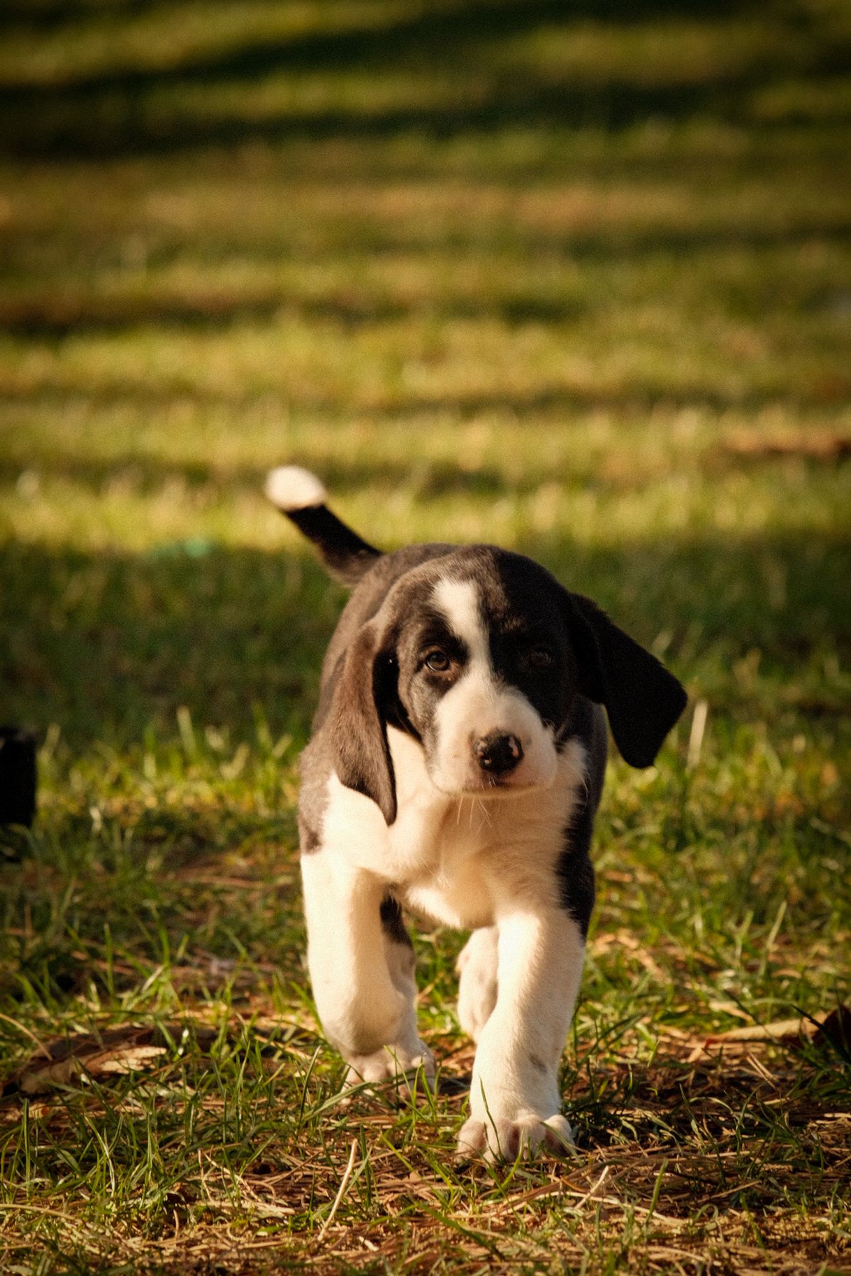 Black and white puppy running playfully on green grass