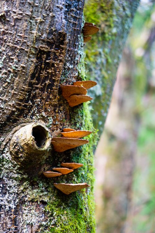 Free Vertical shot of tree bark with mushrooms in Rendeux forest, Belgium. Stock Photo