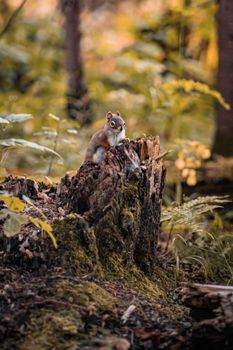 Cute squirrel perched on a mossy tree stump surrounded by autumn foliage in a forest.