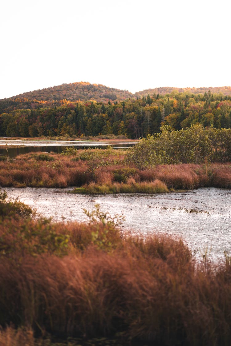 Autumn Landscape With River